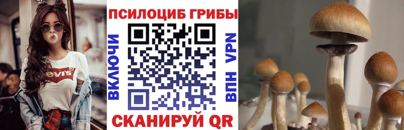 Псилоцибиновые грибы Psilocybine cubensis  Тосно 